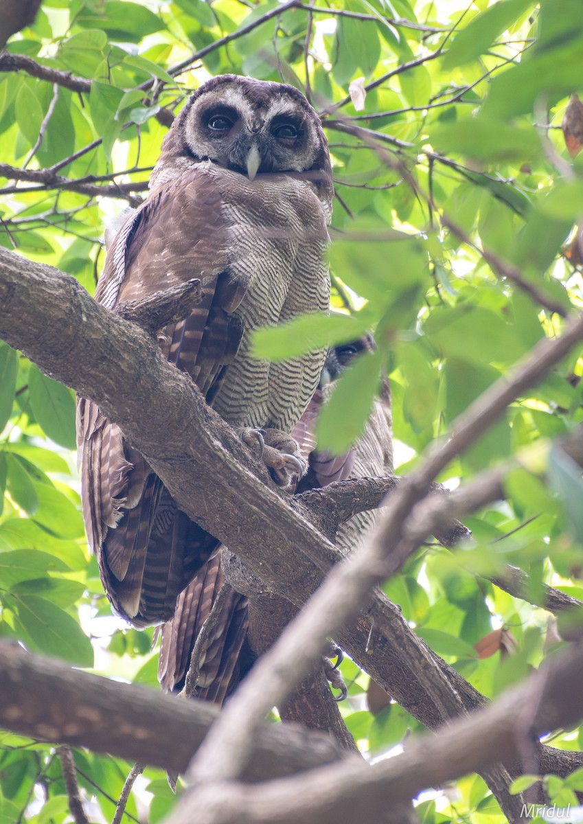 Brown Wood-Owl - ML619226573