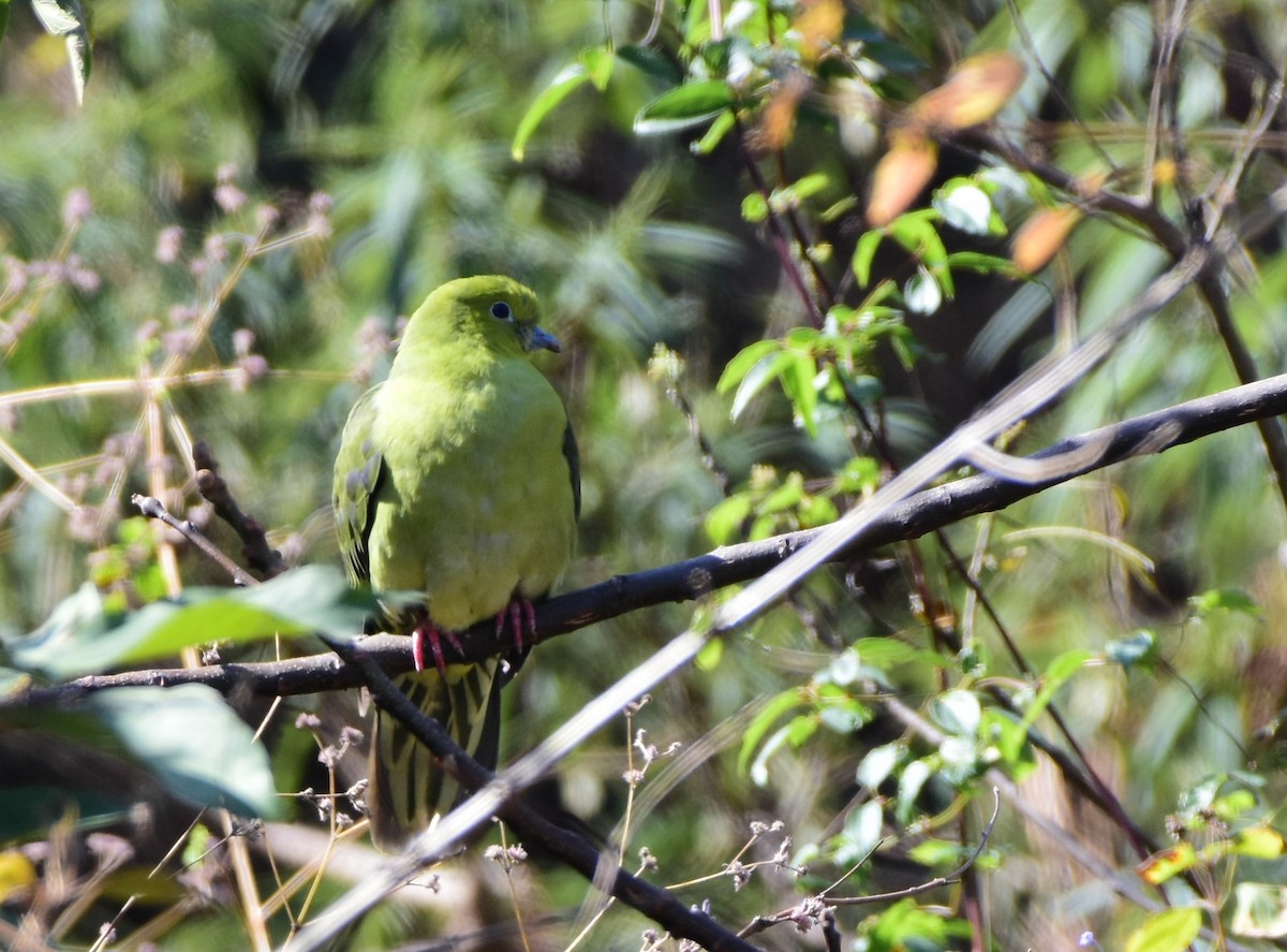 Wedge-tailed Green-Pigeon - ML619226592