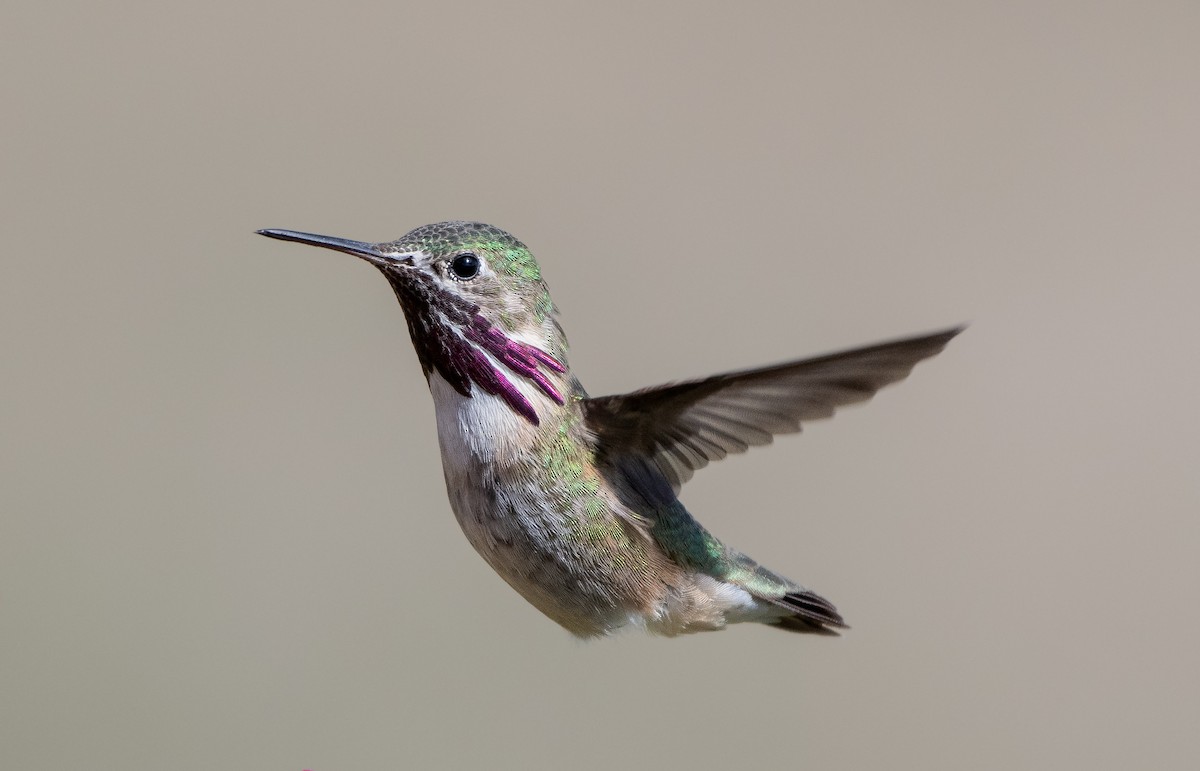 Calliope Hummingbird - ML619226632