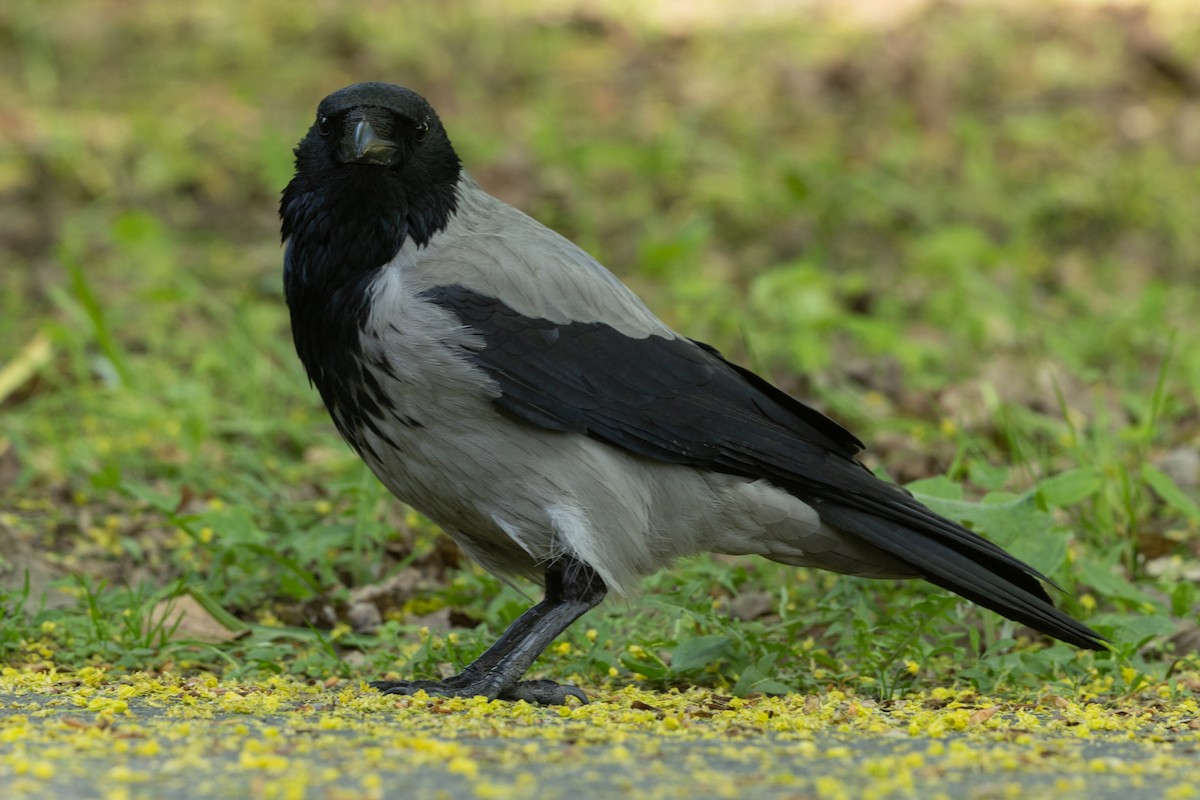 Hooded Crow (Hooded) - ML619226666