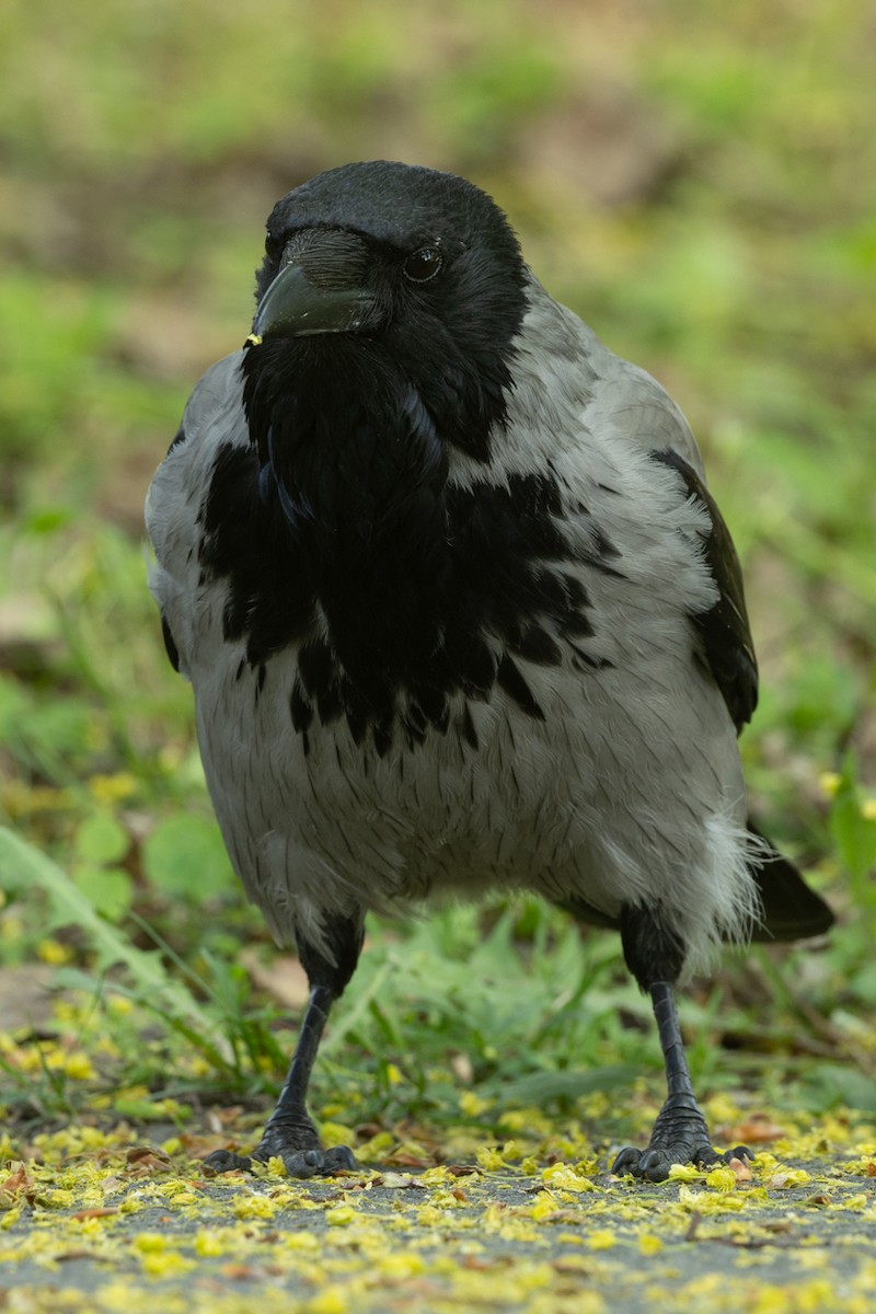 Hooded Crow (Hooded) - ML619226667
