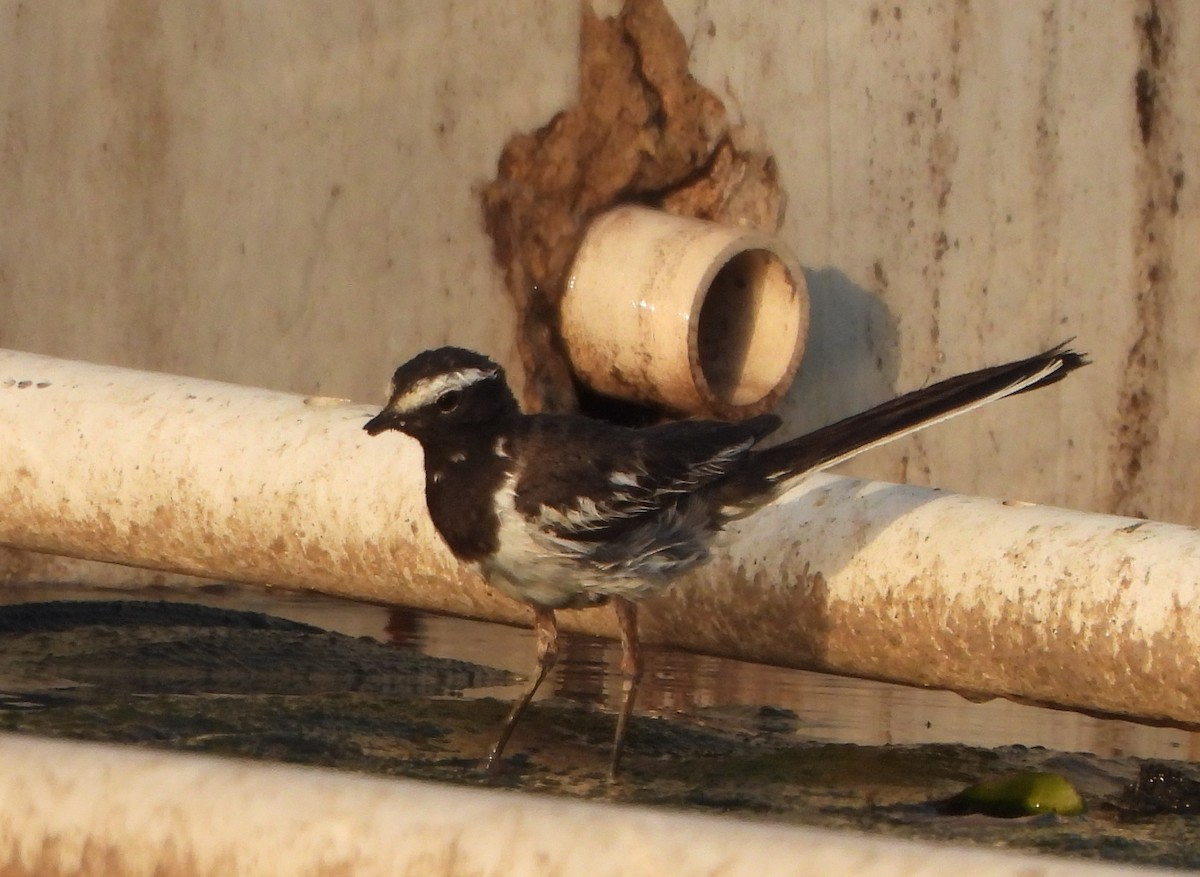 White-browed Wagtail - ML619226708