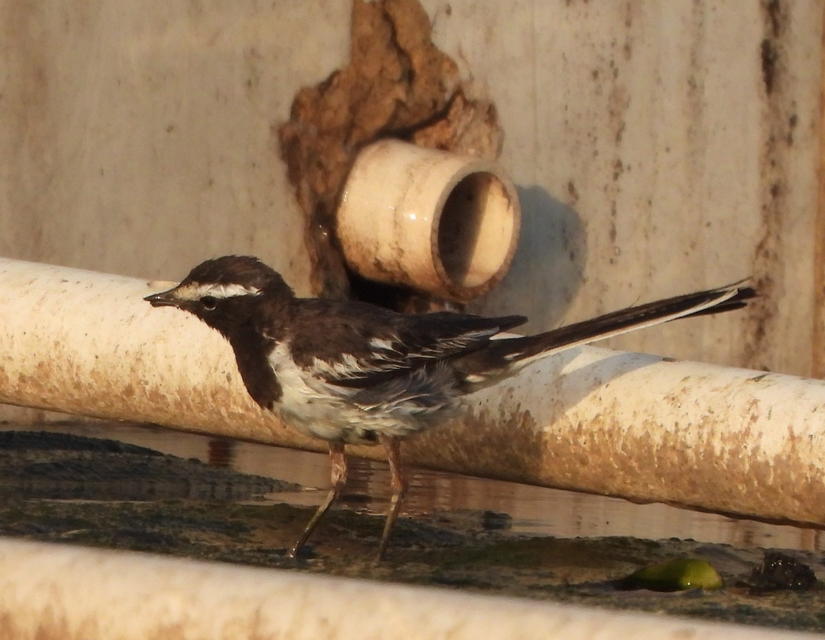 White-browed Wagtail - ML619226709