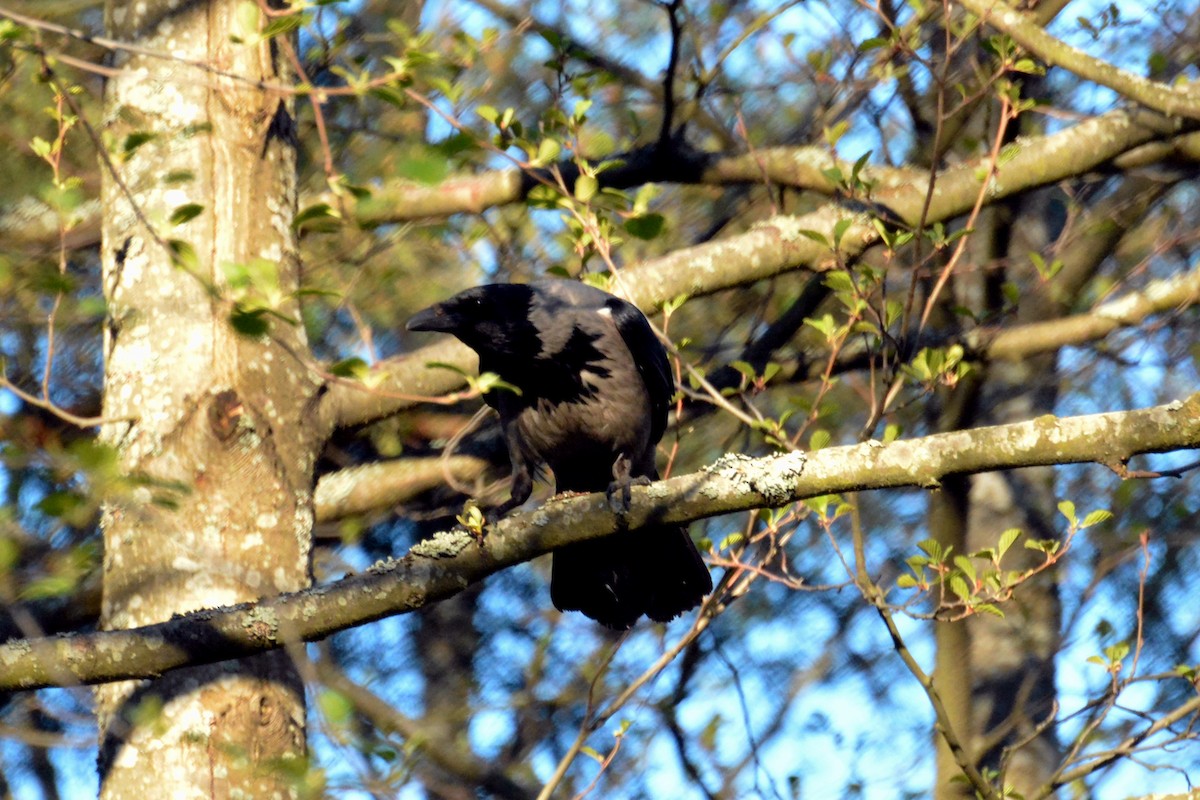 Hooded Crow - ML619226826