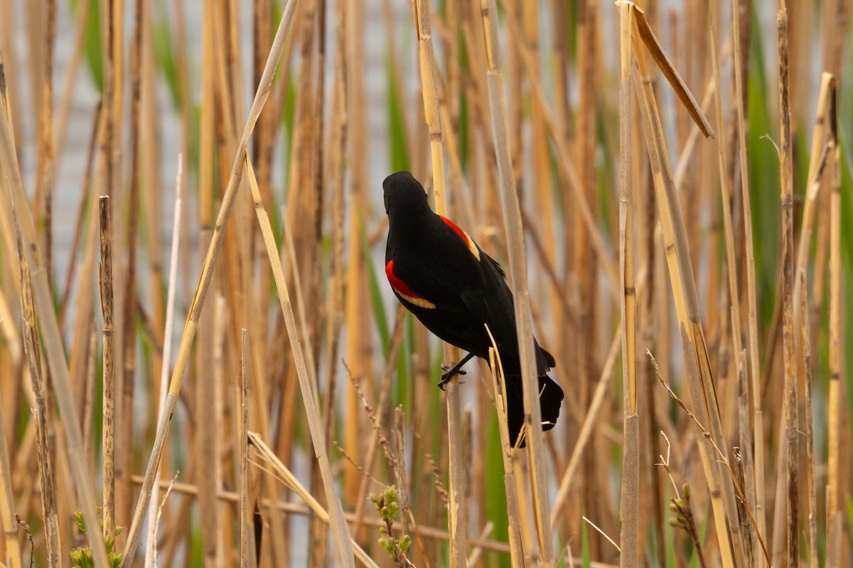 Red-winged Blackbird - ML619226839