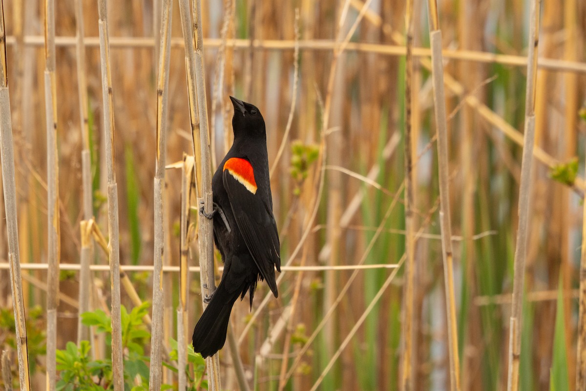 Red-winged Blackbird - ML619226840