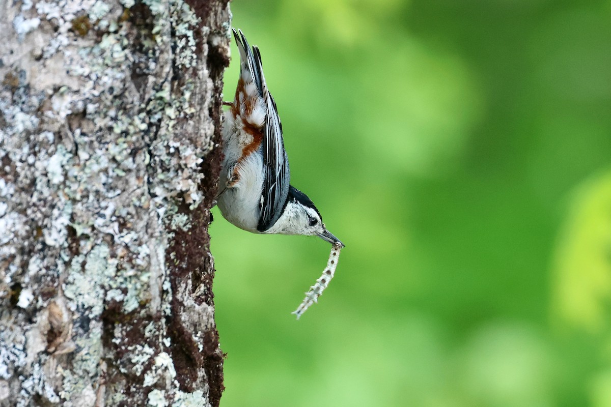 White-breasted Nuthatch - ML619226862