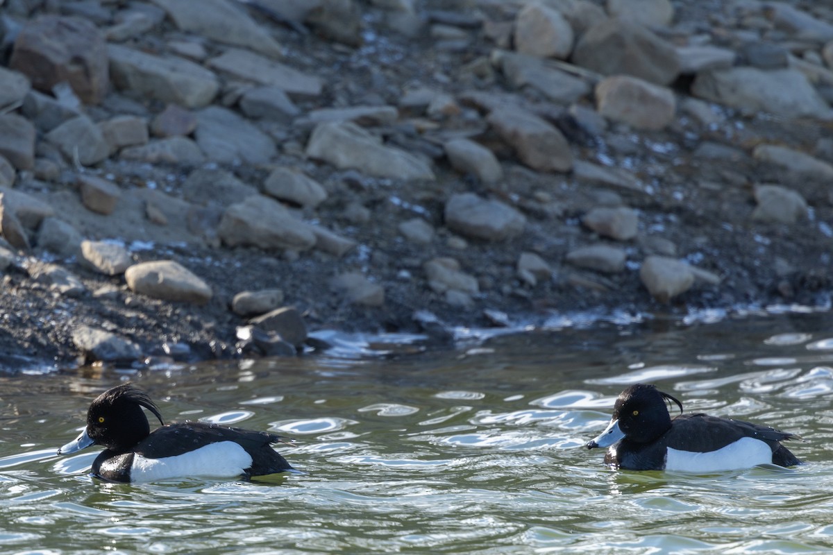 Tufted Duck - ML619226871