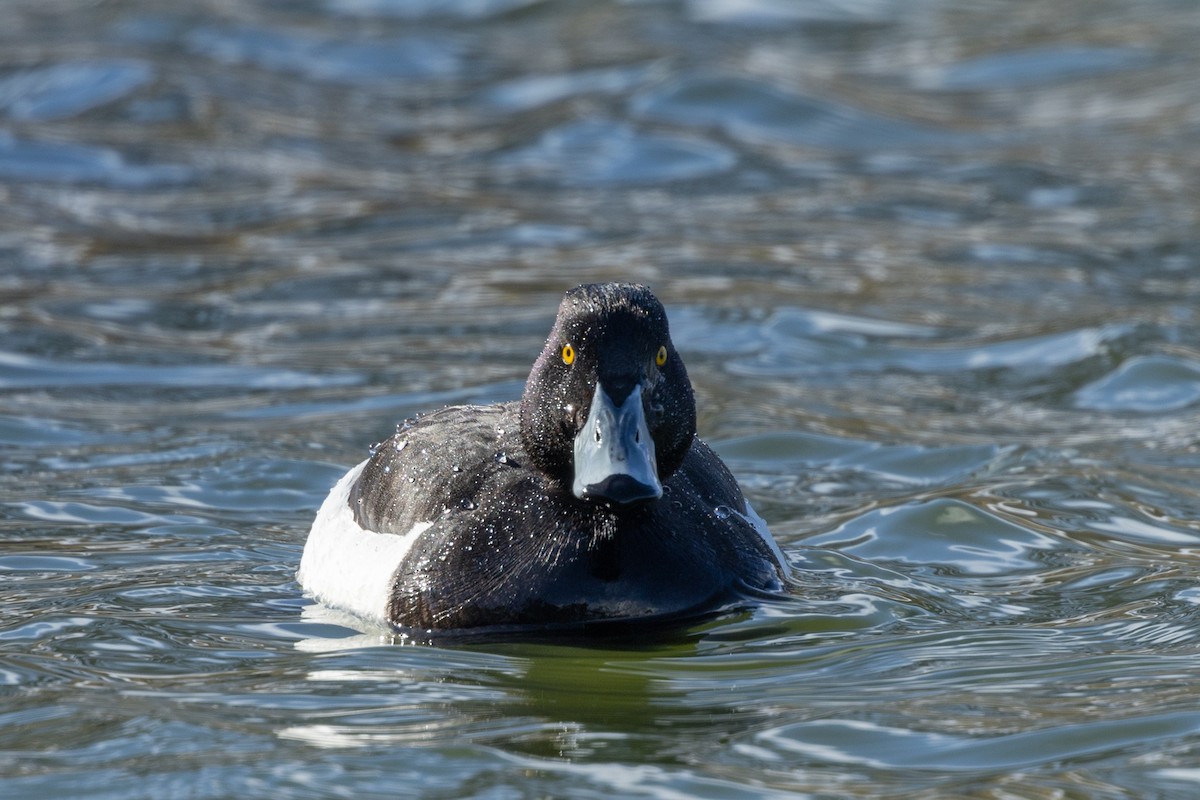 Tufted Duck - ML619226872