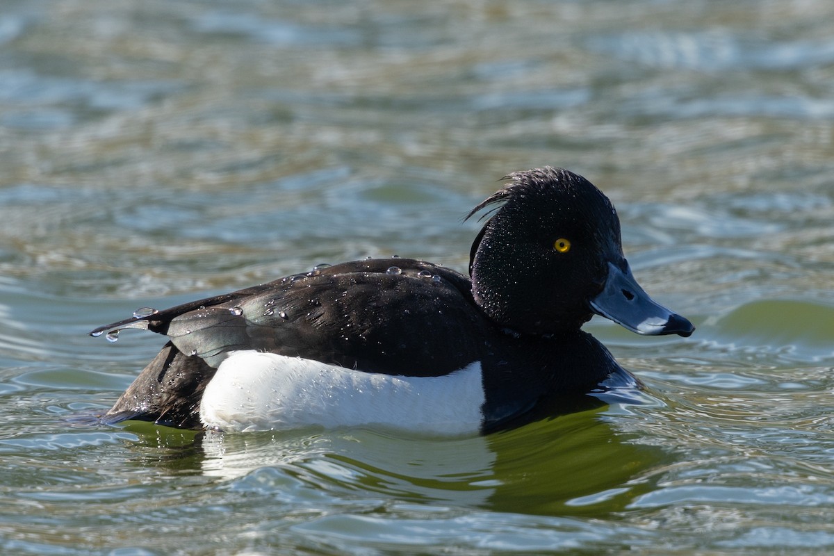 Tufted Duck - ML619226873