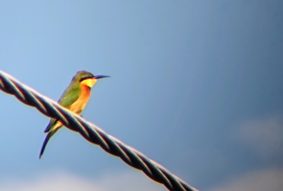 Little Bee-eater - ML619226913