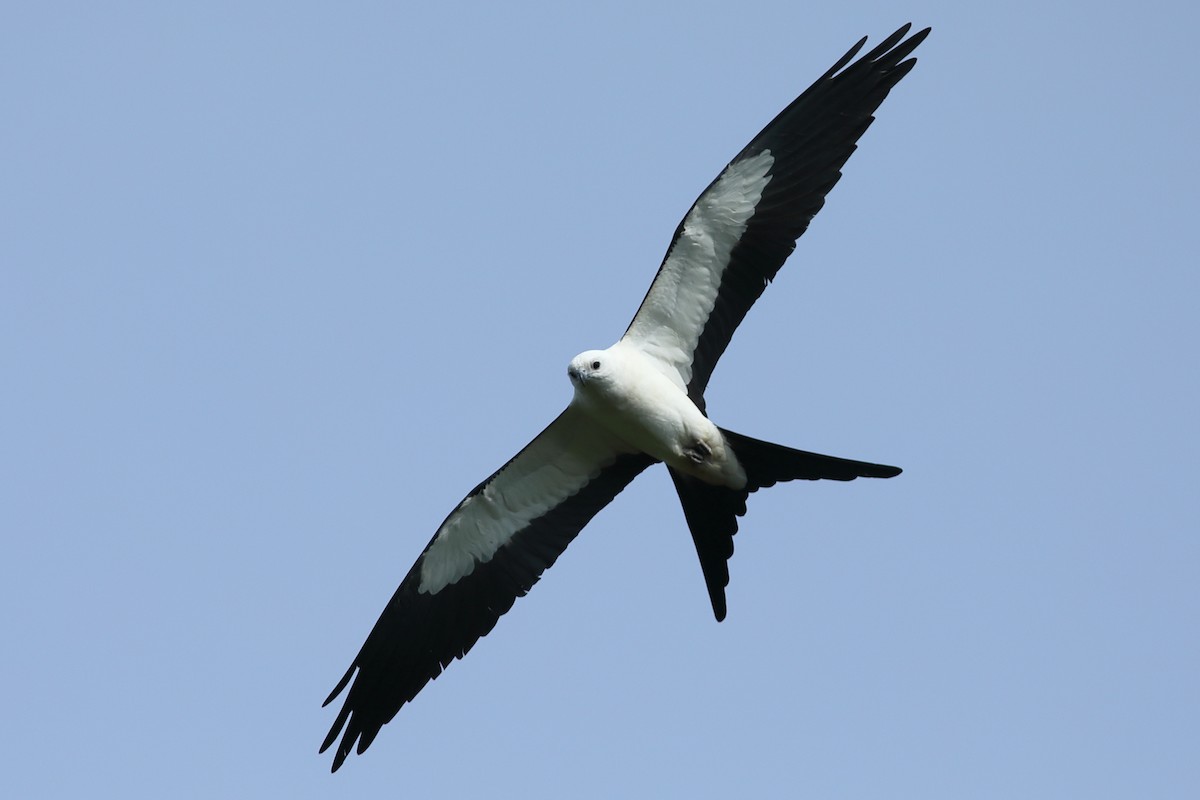 Swallow-tailed Kite - ML619226916