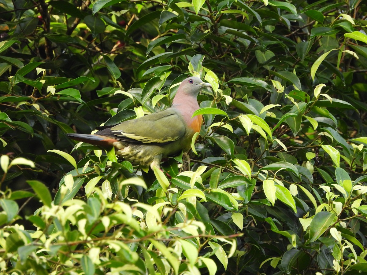 Pink-necked Green-Pigeon - ML619226931