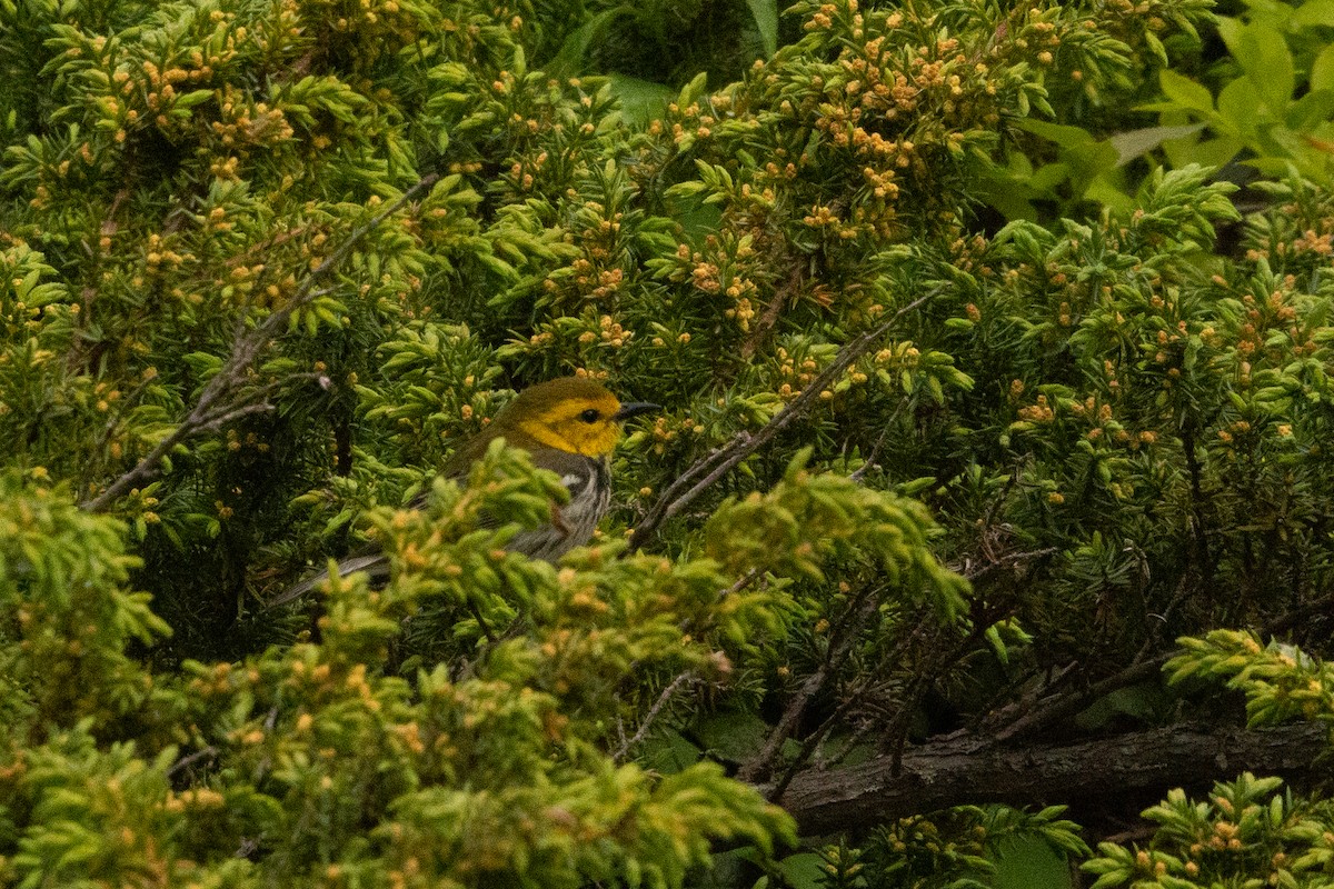 Black-throated Green Warbler - ML619226935