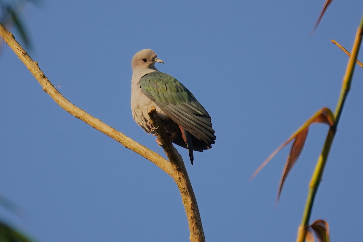 Green Imperial-Pigeon - ML619226955