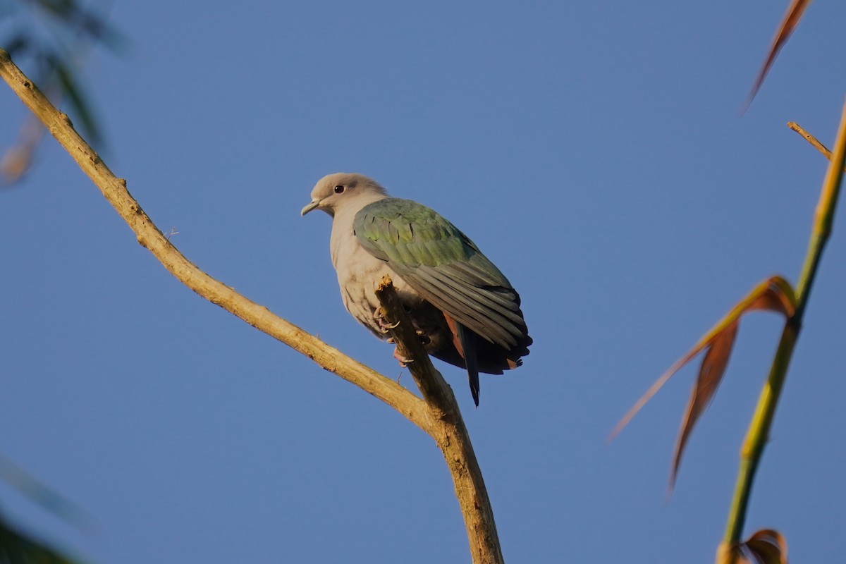 Green Imperial-Pigeon - ML619226956