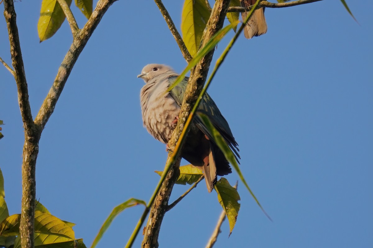 Green Imperial-Pigeon - ML619226957