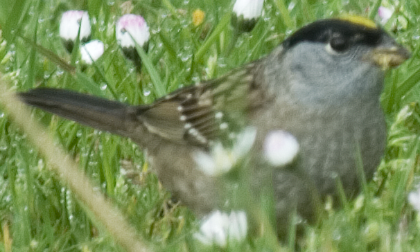 Golden-crowned Sparrow - ML619227002