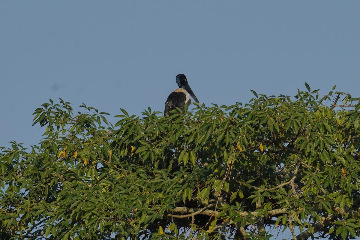 Black-necked Stork - ML619227004
