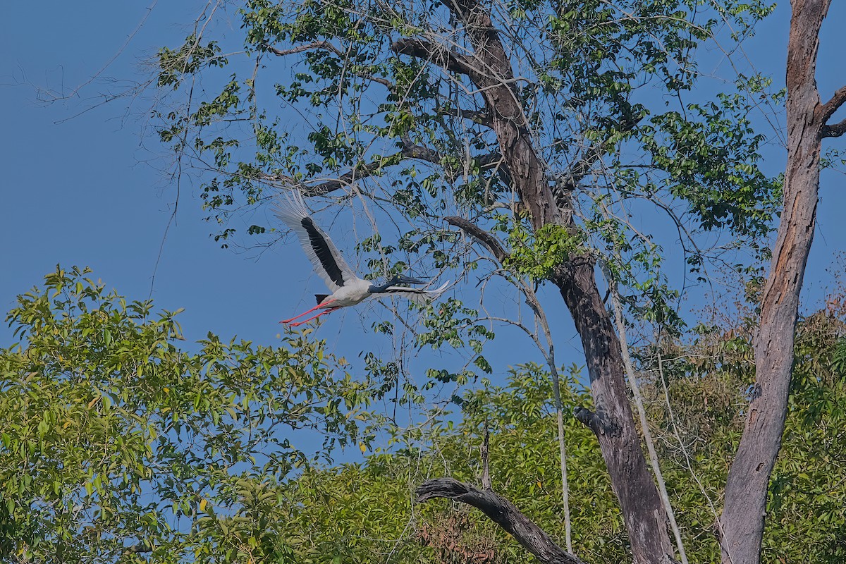 Black-necked Stork - ML619227008