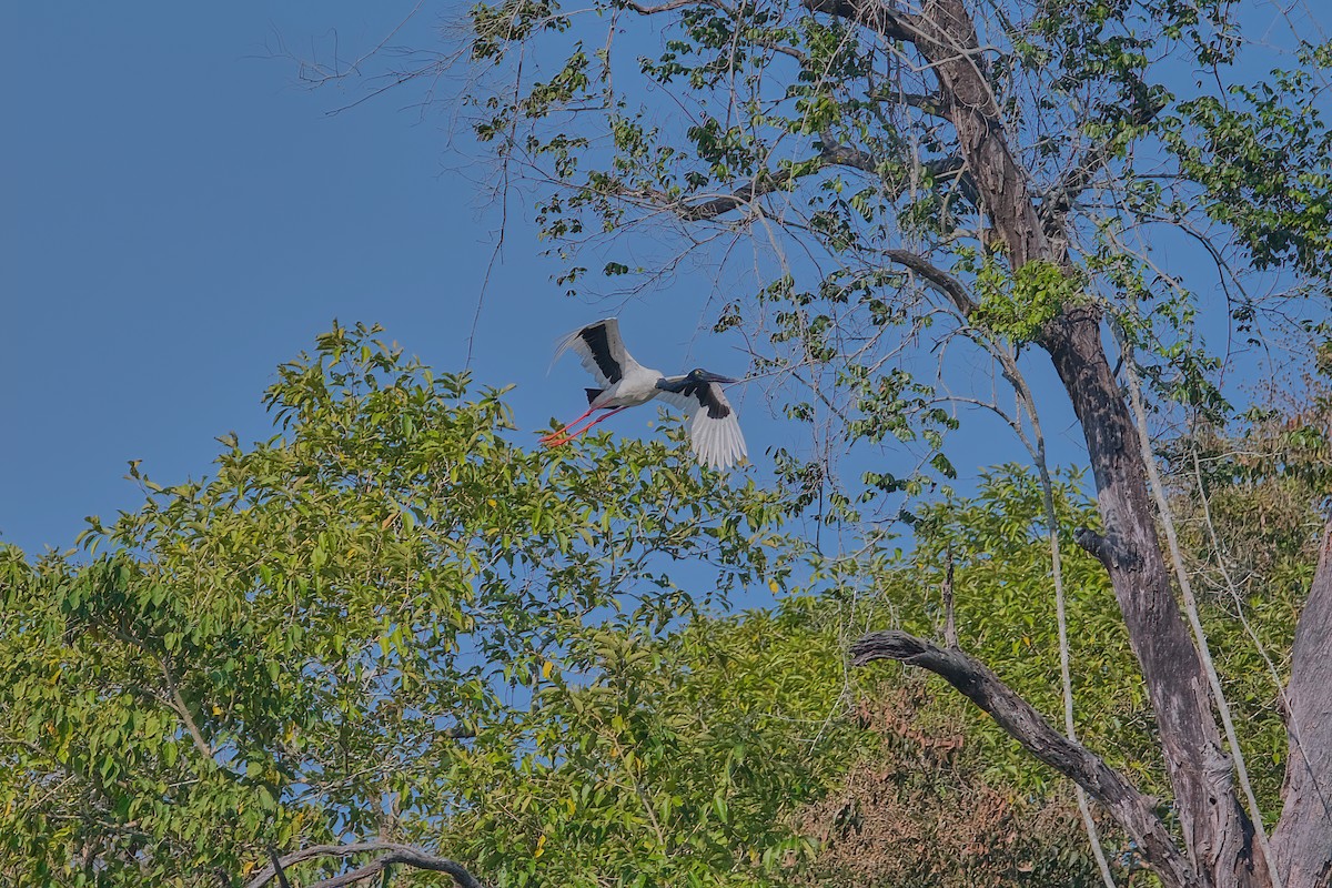 Black-necked Stork - ML619227013