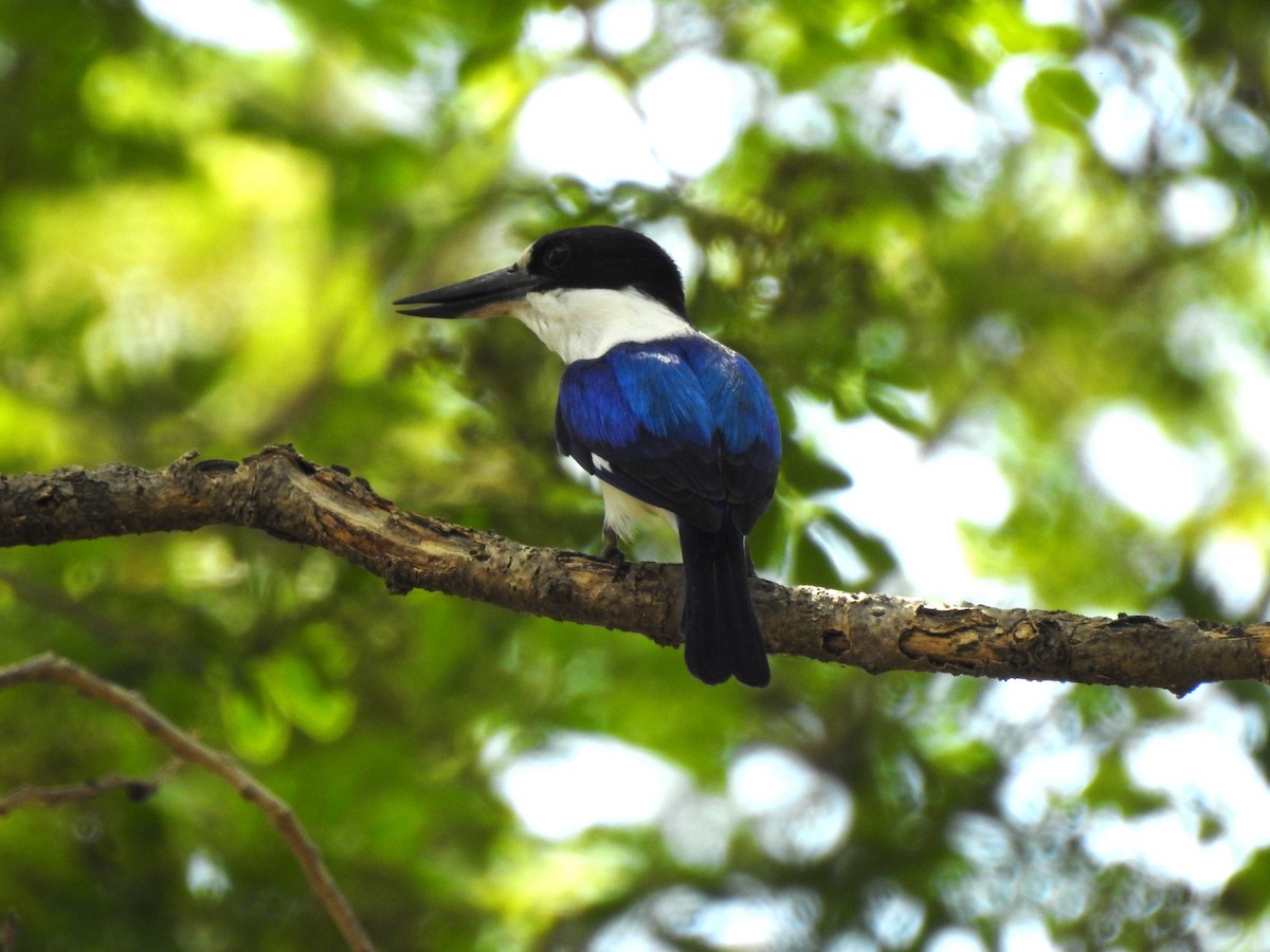 Forest Kingfisher - ML619227016