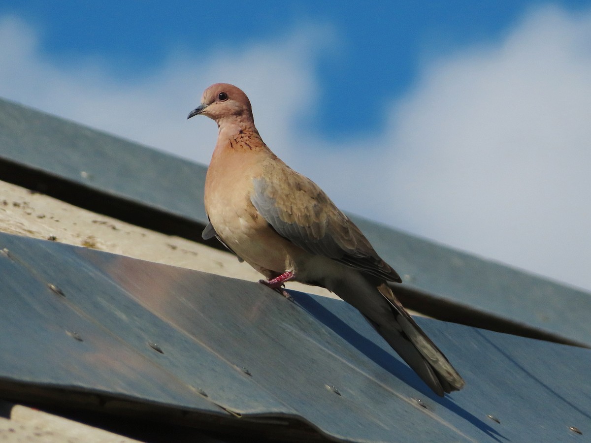 Laughing Dove - ML619227193
