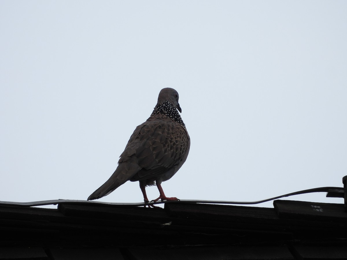 Spotted Dove - ML619227243
