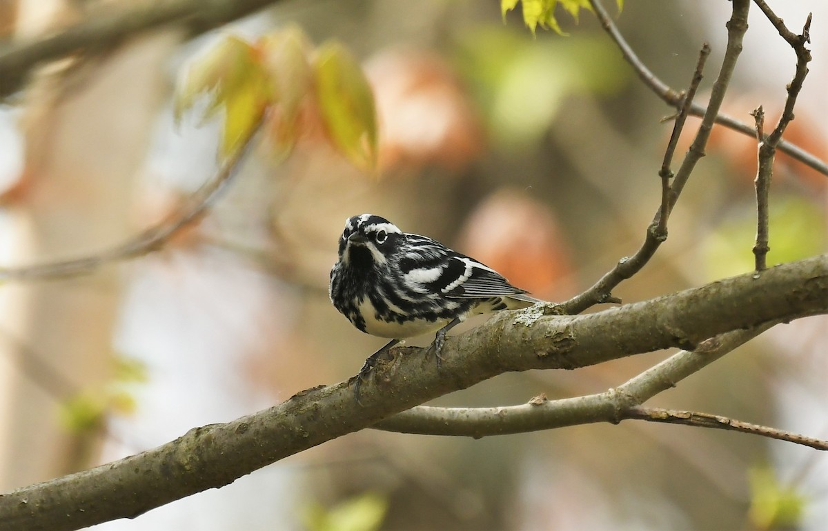 Black-and-white Warbler - ML619227300