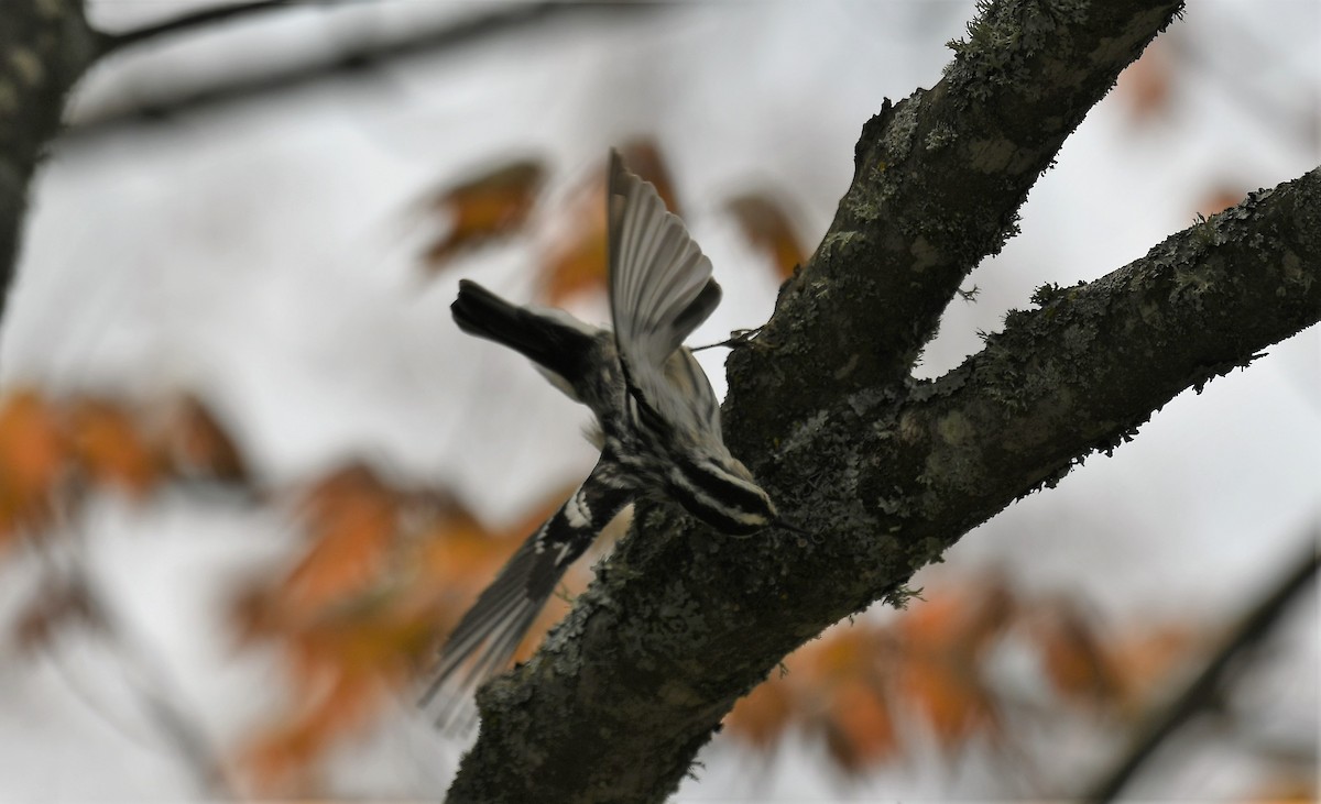 Black-and-white Warbler - ML619227302