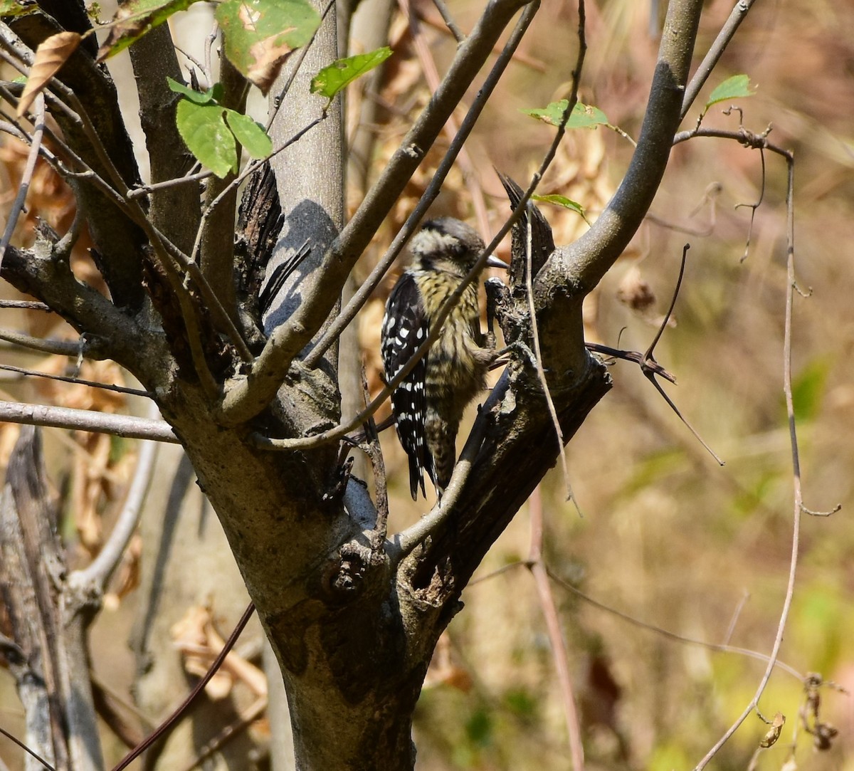 Gray-capped Pygmy Woodpecker - ML619227321