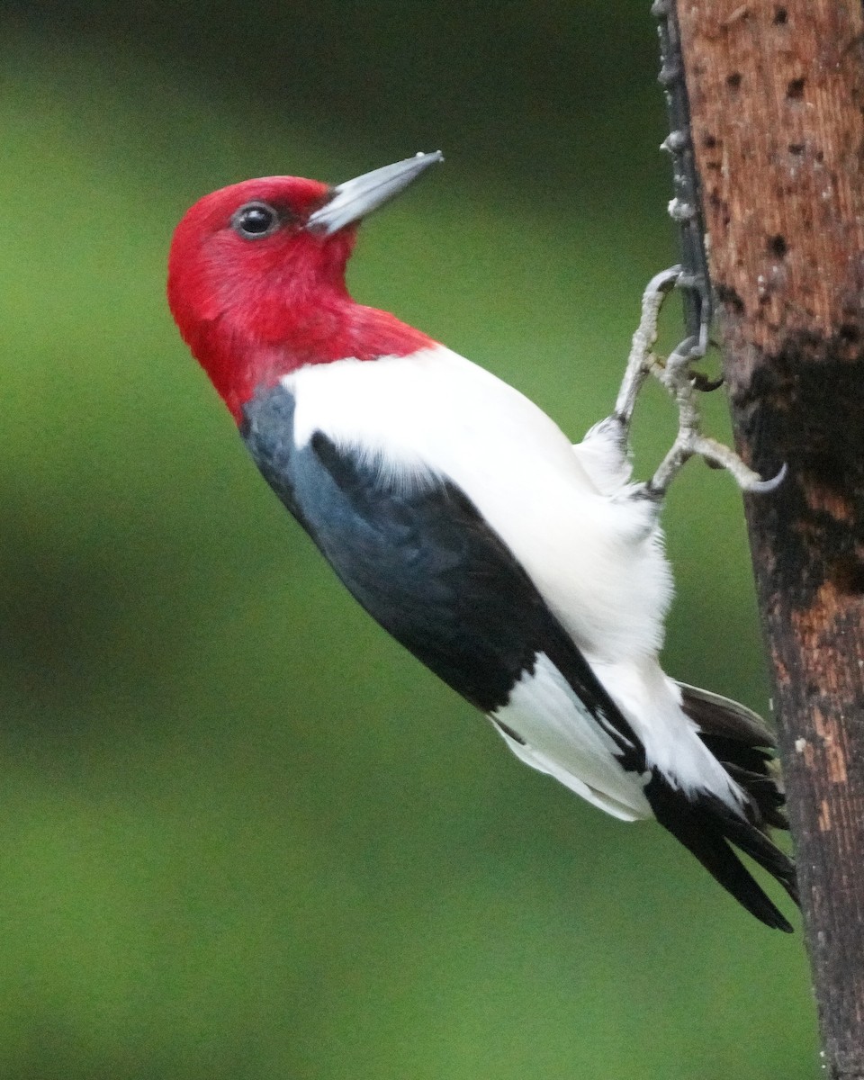Red-headed Woodpecker - ML619227342