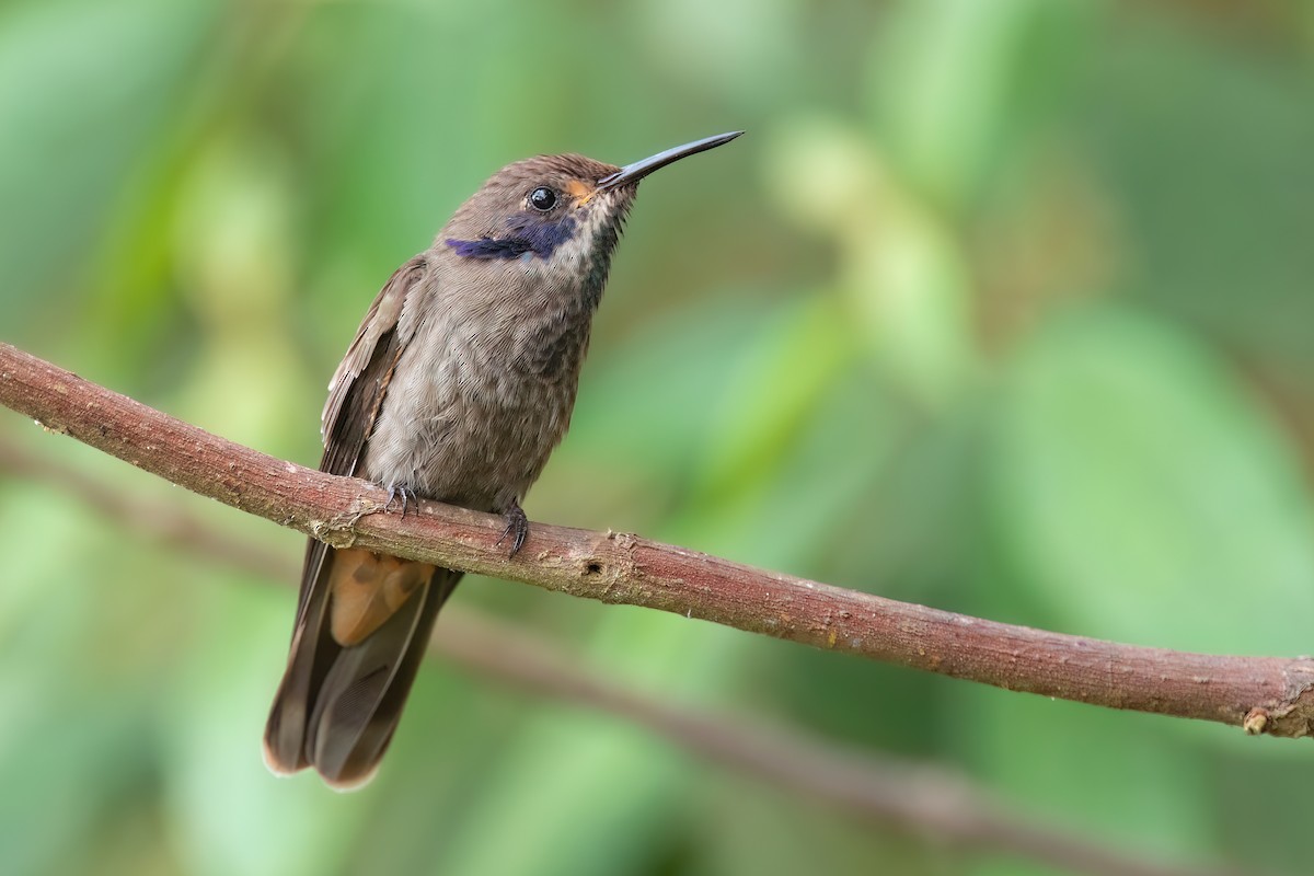 kolibřík fialovouchý - ML619227363