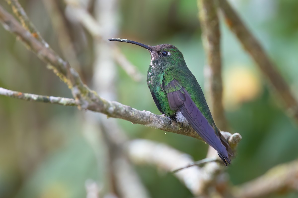 kolibřík aksamitový - ML619227394
