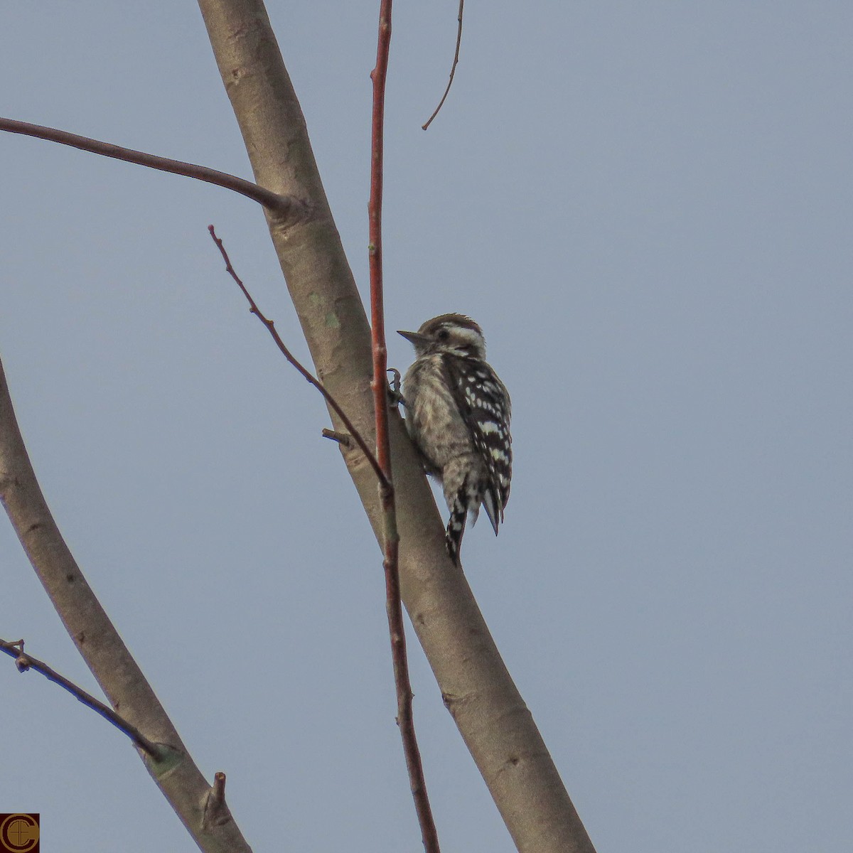 Brown-capped Pygmy Woodpecker - ML619227461