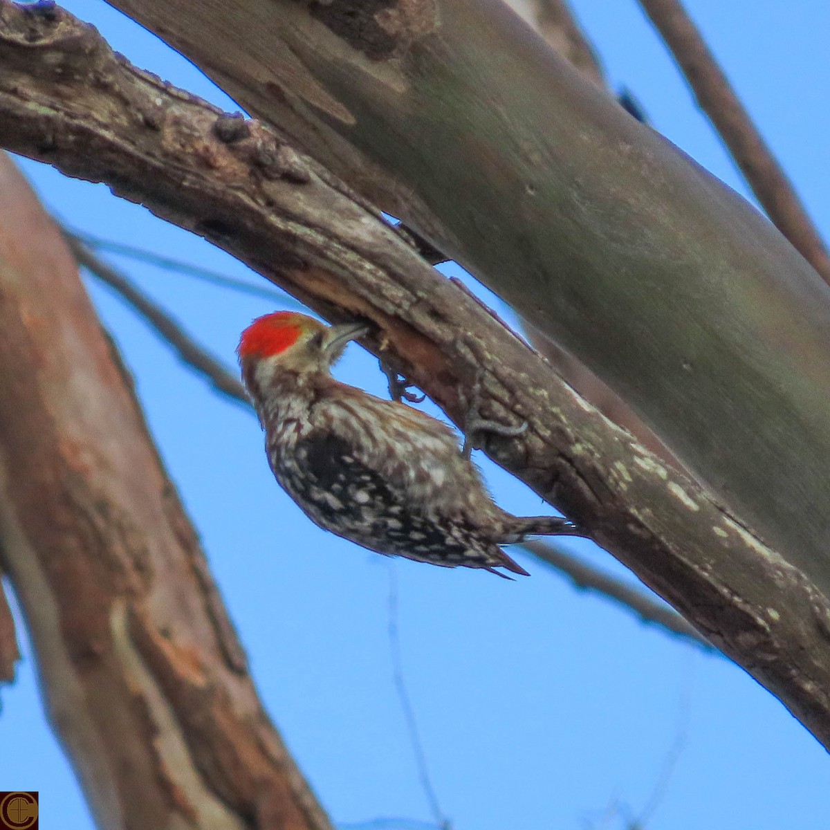 Yellow-crowned Woodpecker - ML619227480
