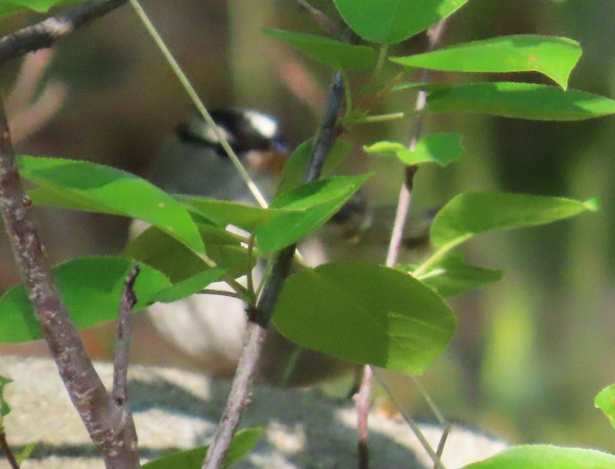 White-crowned Sparrow (Dark-lored) - ML619227521