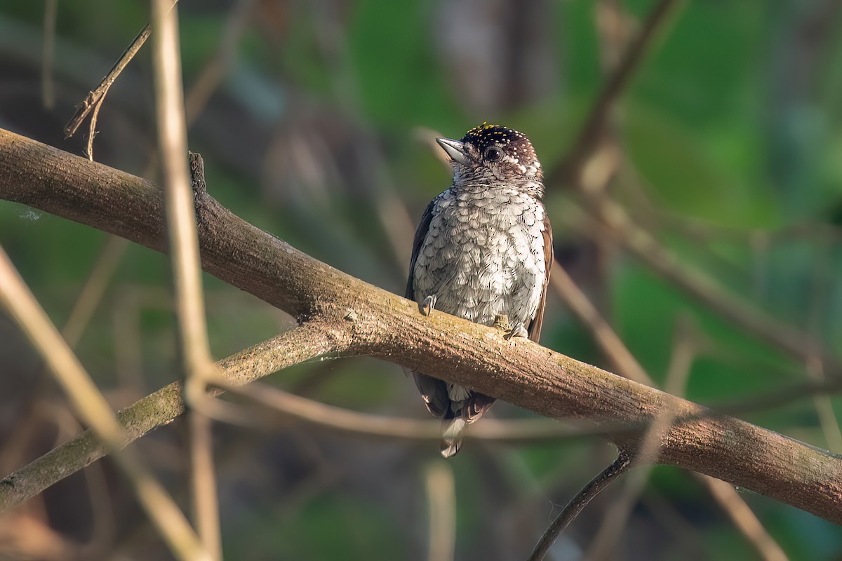 Scaled Piculet - ML619227523