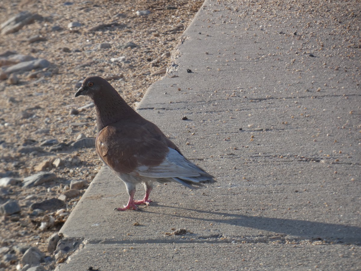 Rock Pigeon (Feral Pigeon) - ML619227566