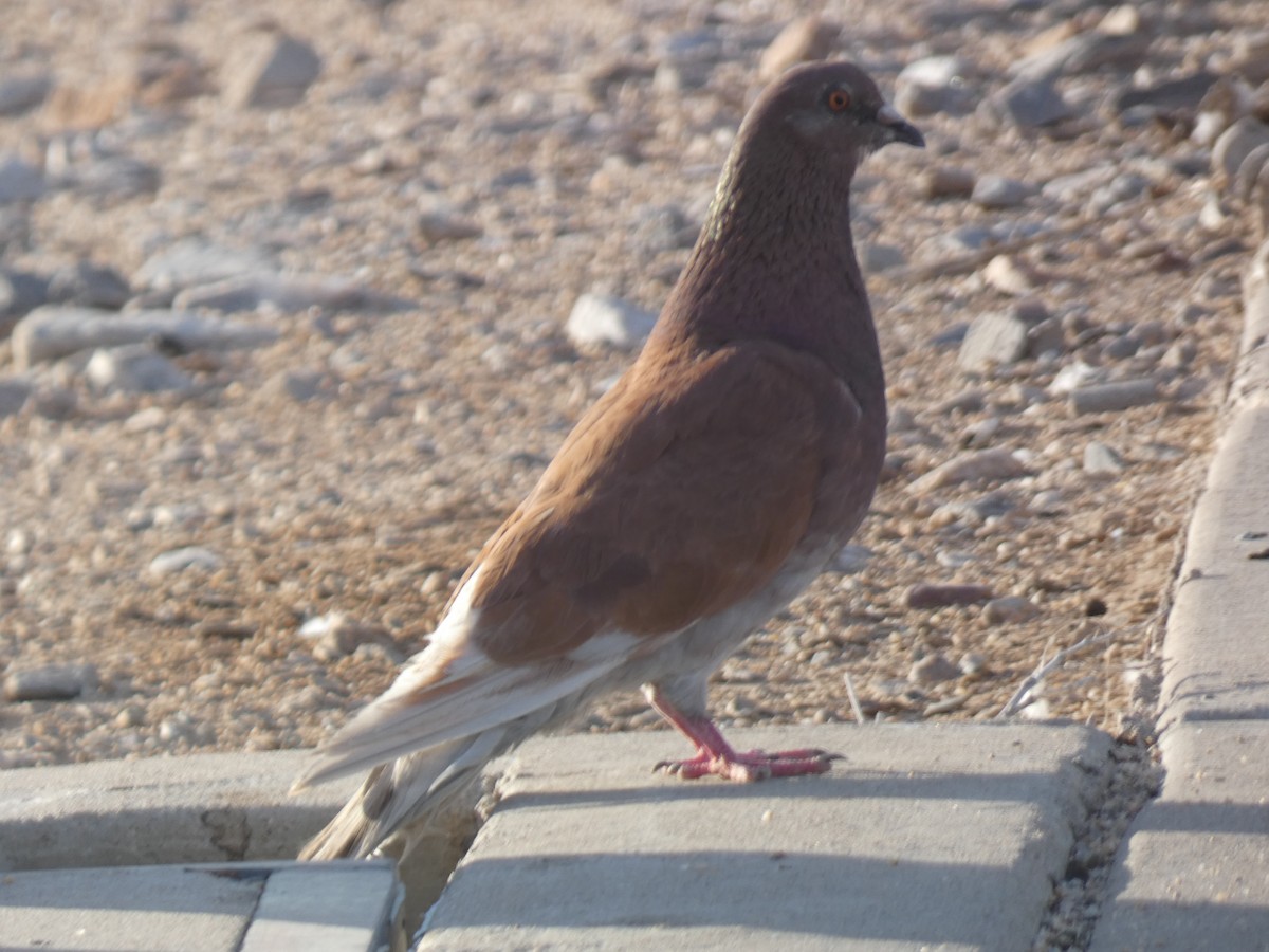 Rock Pigeon (Feral Pigeon) - ML619227570