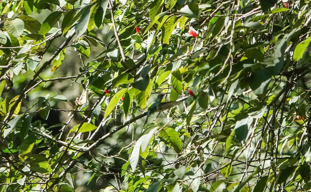 kolibřík klínoocasý - ML619227573