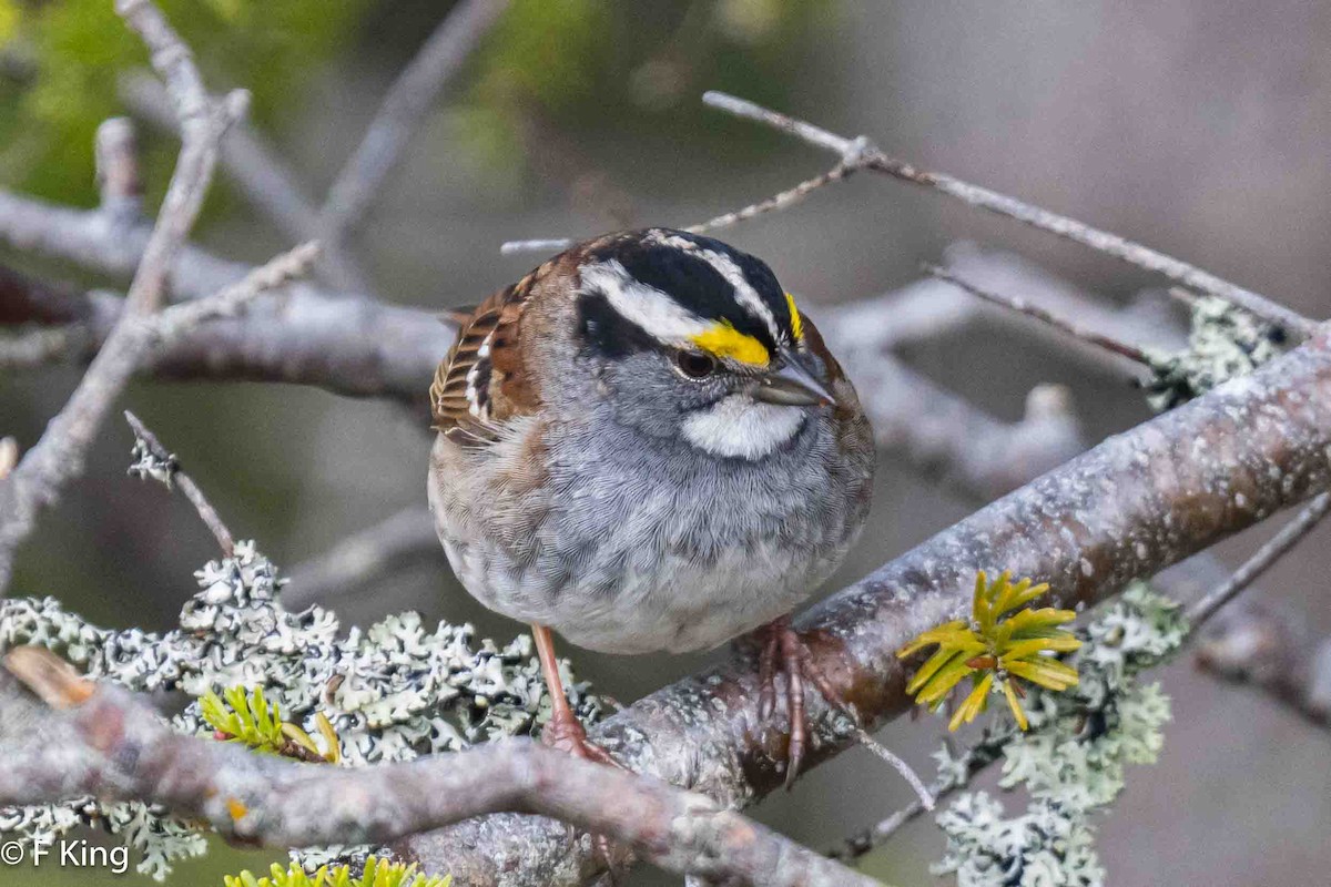 White-throated Sparrow - ML619227587