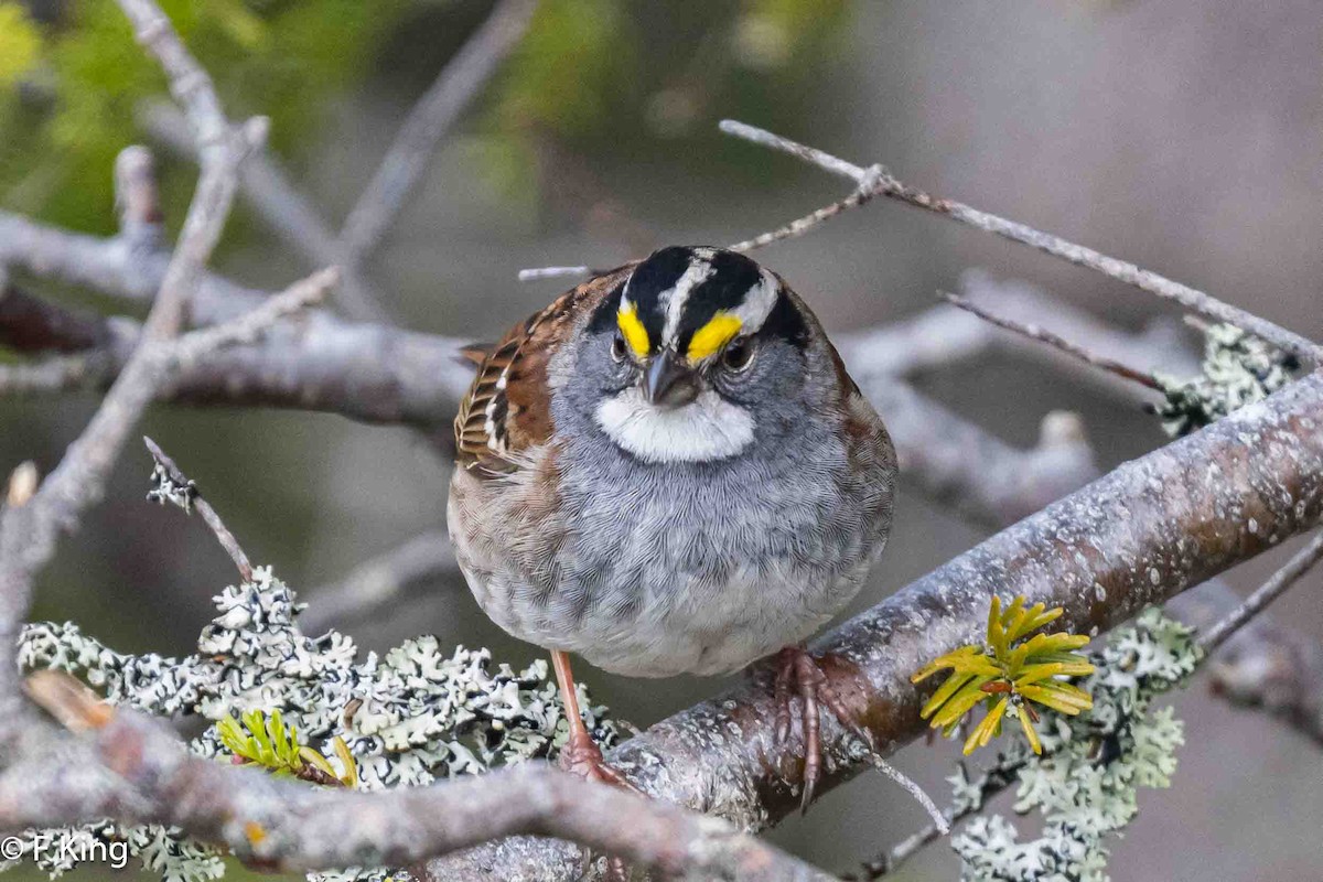 White-throated Sparrow - ML619227588