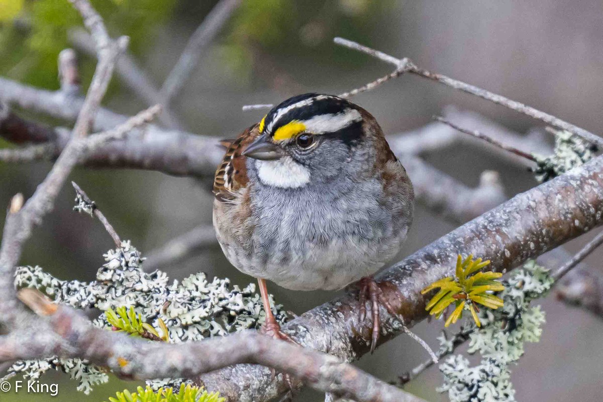 White-throated Sparrow - ML619227590