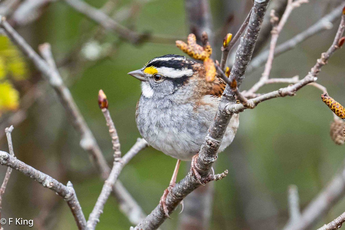White-throated Sparrow - ML619227591