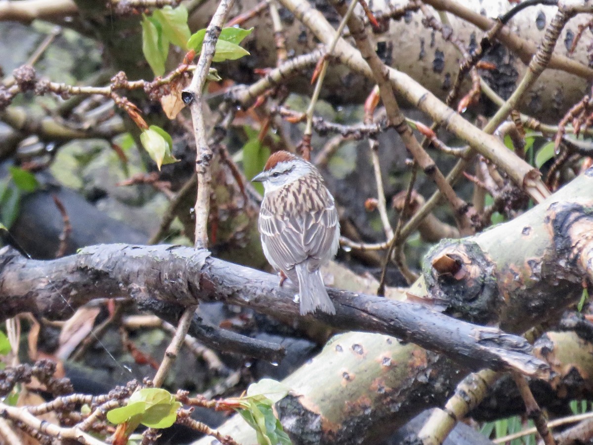 Chipping Sparrow - ML619227616