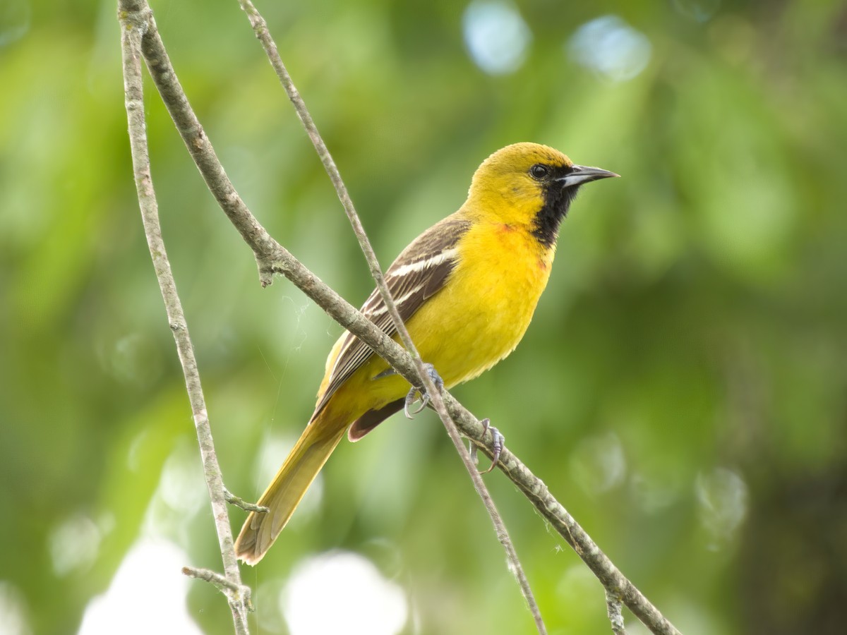 Orchard Oriole - ML619227620