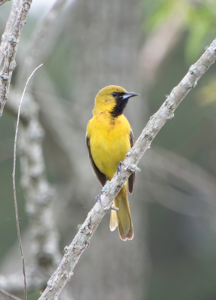 Orchard Oriole - ML619227634