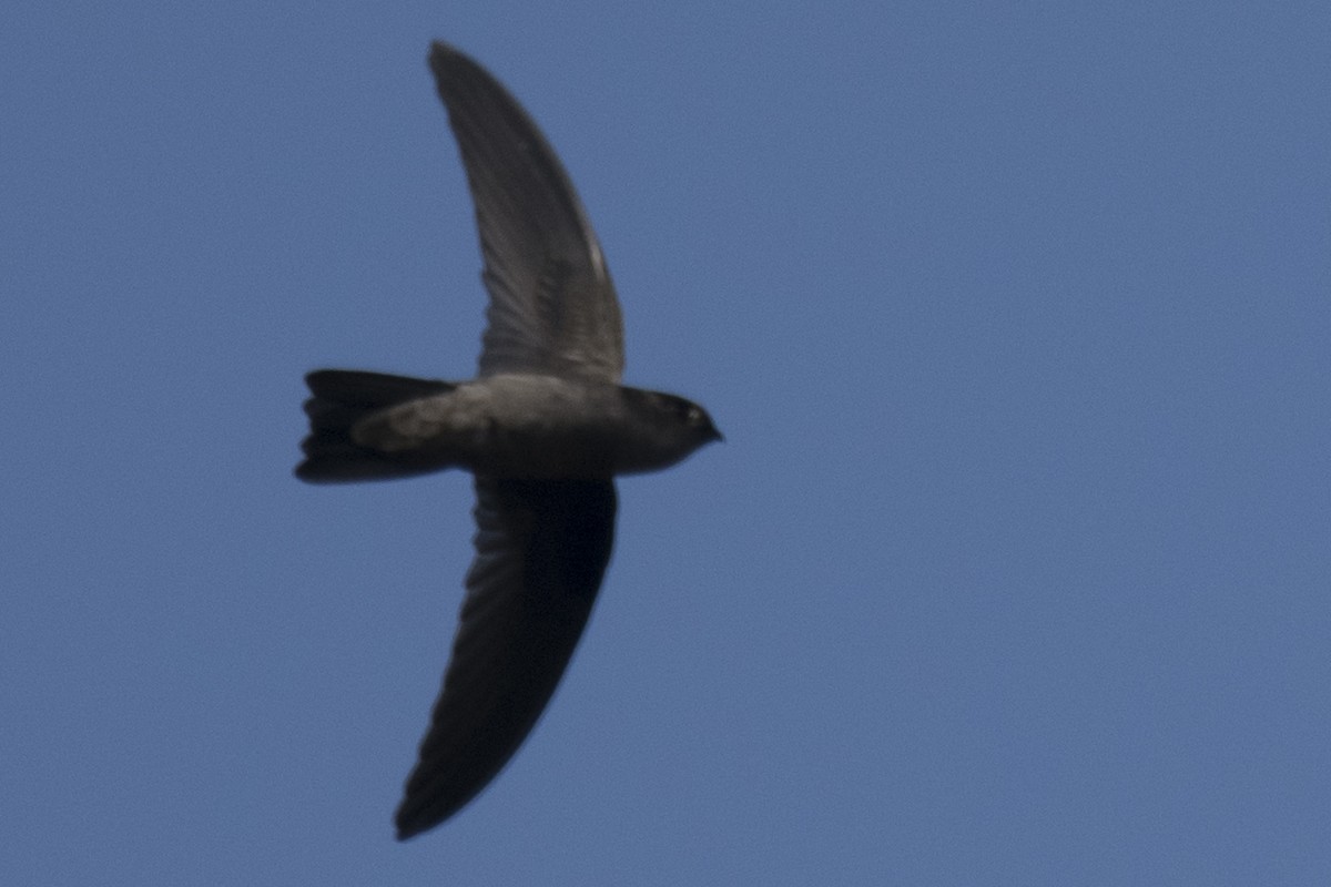 Indian Swiftlet - ML619227721