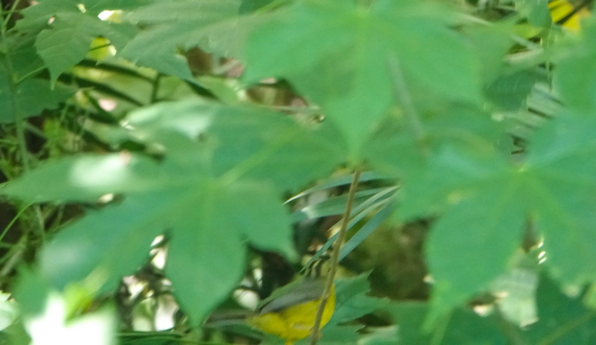 Golden-crowned Warbler - ML619227728